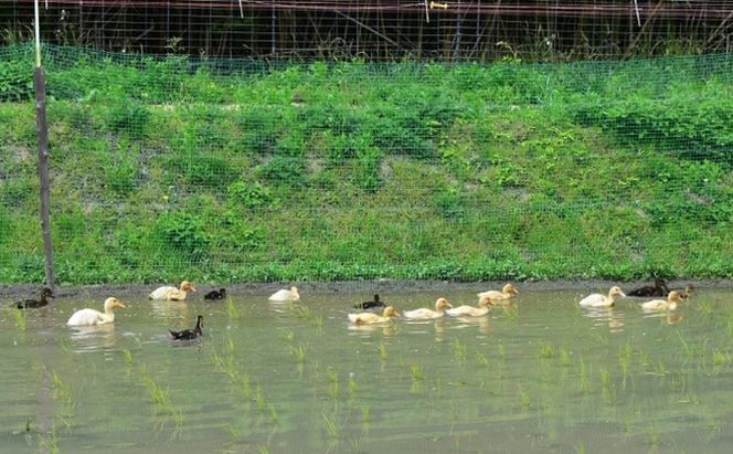 香川県産コシヒカリ（自然農法 合鴨米 3kg）玄米 お米 