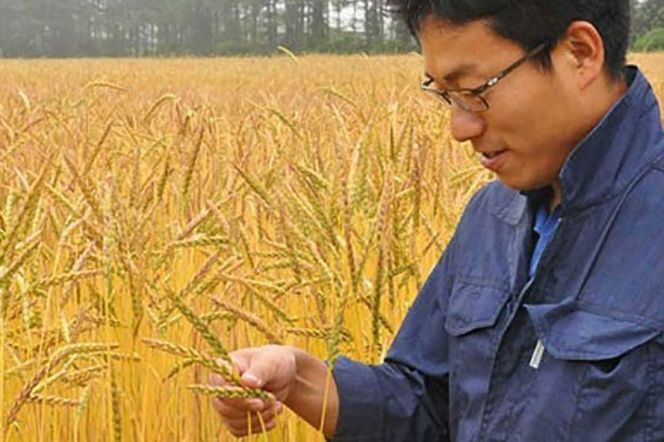 北海道産 スペルト小麦全粒粉 ディンケルスター 10kg MROBI004