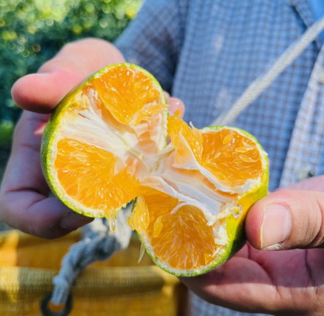 【先行予約】【初秋の美味】特選！濃厚青切り有田みかん 1.2kg(1kg+200g(傷み補償分))