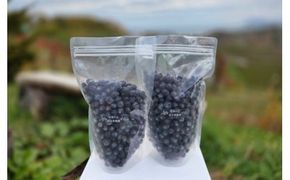 余市の砂川果樹園が贈る 訳あり冷凍ブルーベリー1Kg_Y033-0037