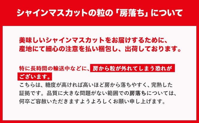 ぶどう 農園直送 朝採れシャインマスカット 選べる内容量 1kg以上 2kg以上 阿部ぶどう園 《8月下旬-9月下旬頃出荷》茨城県産 結城市産 果物 ぶどう フルーツ 産地直送【配送不可地域あり】---yuki_abb_3_1kg---