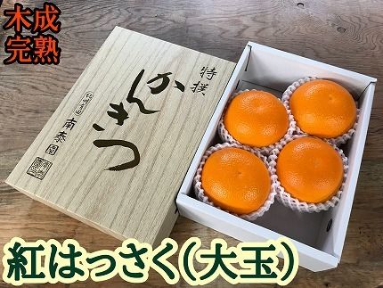 木成完熟 紅はっさく 特秀 大玉 2L × 4玉入 化粧小箱 南泰園【2027年4月上旬～発送】BS780