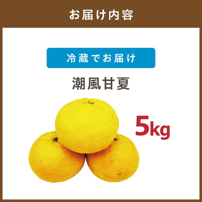 玄界灘の潮風を浴びて・・・【潮風甘夏5kg】【ほたるの里】_HA0489