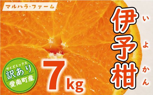 訳あり 伊予柑 7kg 7000円 （発送期間：2月中旬～無くなり次第終了） みかん いよかん ブランド 家庭用 産地直送 国産 農家直送 糖度 果樹園 期間限定 数量限定 特産品 ゼリー ジュース 人気 限定 さわやか 甘い 新鮮 果実  フルーツ 果物 柑橘 蜜柑 規格外 サイズ ミックス 愛媛県 愛南町 マルハラファーム 