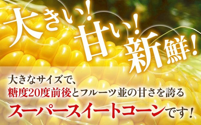 とうもろこし スイートコーン 3kg（6~9本）野菜 コーン スーパースイートコーン 採れたて 糖度20度 【2026年5月下旬頃より順次発送予定】