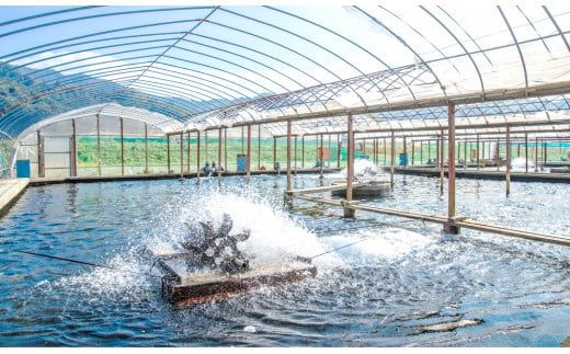 【先行予約】2026年7月上旬より発送開始　若鮎(生鮎)1㎏【冷蔵】 N070-YA3369_1