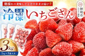 冷凍いちご 3kg（いちごさん)【佐賀県産 ブランド 冷凍いちご フレッシュ 冷凍フルーツ スムージー デザート お菓子作り シャーベット 甘い みずみずしい 無添加】(H126103)