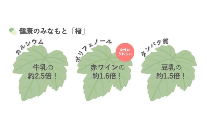 OGAWA楮寿園 楮ガレットBOX 9個入り [おいでなせえ 埼玉県 小川町 385] クッキー 焼菓子 菓子 お菓子 おかし 洋菓子 楮 こうぞ コウゾ スーパーフード