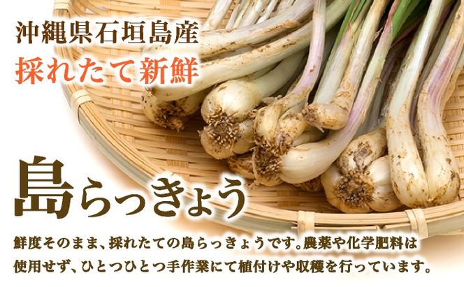 ≪2026年2月下旬～5月下旬発送≫採れたて島らっきょう 500g 【 沖縄県 石垣市 野菜 らっきょう 島らっきょう おつまみ 採れたて 料理 漬物 天ぷら おかぴ農園 産地直送 】OK-004