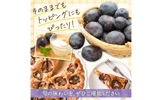 【先行予約：2026年9月中旬以降発送】小玉で食べやすい！ 余市産 生プルーン 1.6kg サンプルーン 甘酸っぱい_Y127-0018