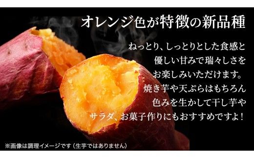 さつまいも 【 選べる品種 】 5kg / 10kg ( 箱込 ) サツマイモ さつま芋 芋 いも 野菜 焼き芋 スイーツ おやつ 国産 シルクスイート 紅はるか 紅あずま ふくむらさき ほしあかね