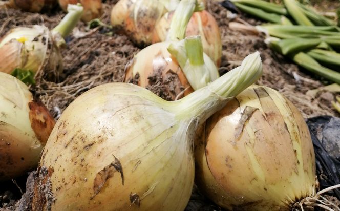 【淡路島のあま～い新玉ねぎ】淡路島ファーム太陽と海 から期間限定でお届け 2kg 【発送時期2026年3月中旬～5月中旬頃】 