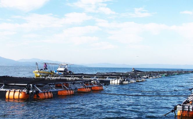 南国サーモン 約400g 皮付き 200g×2個 サーモン 鮭 サケ さけ 刺身 焼き鮭 魚 魚介 冷蔵 熊本県 上天草市 【2026年3月上旬～4月下旬迄発送予定】