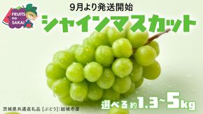 ＼ 選べる内容量 ／ シャインマスカット 1.3kg（約2房）2kg（約4房）5kg（約8～12房）【2026年9月より発送開始】（茨城県共通返礼品 [ぶどう]：結城市産）