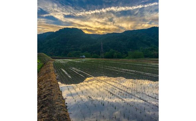 令和7年産 魚沼産コシヒカリ【精米】10kg