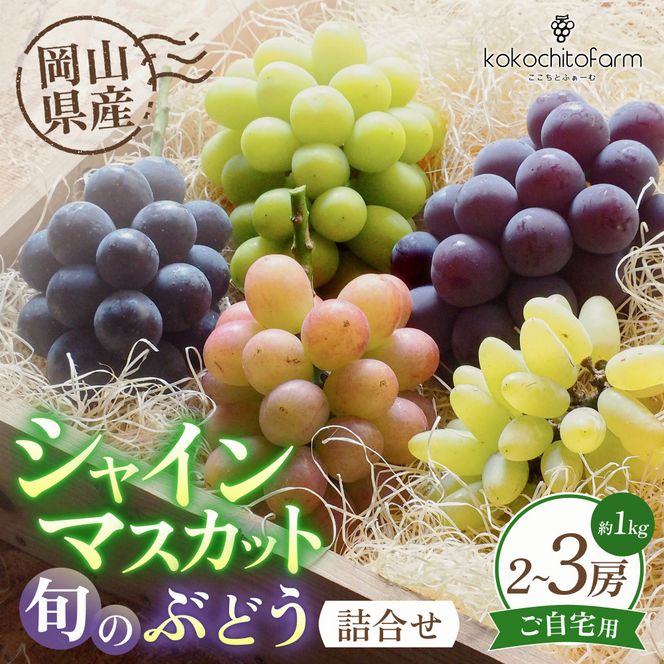 【2026年先行予約】 ここちとふぁーむ 【ご自宅用】 岡山県産 シャインマスカット＆旬のおまかせぶどう 2～3房 約1kg 【koko016-01】