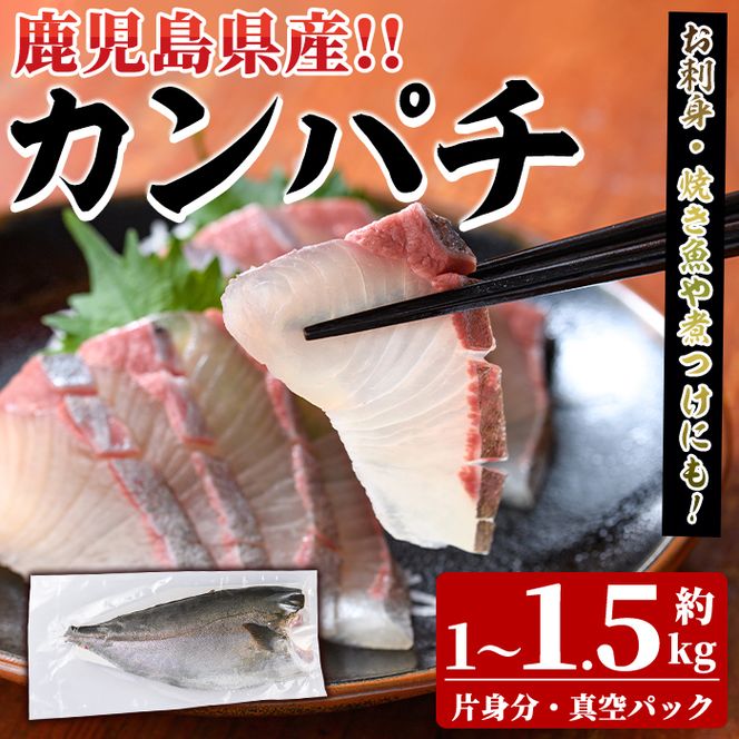 鮮度抜群！鹿児島県産カンパチ(片身分・1～1.5kg) 国産 刺身 鹿児島産 魚貝 魚介 海産物 刺身 かんぱち カンパチ 焼き魚 煮つけ【さるがく水産】akn028-28