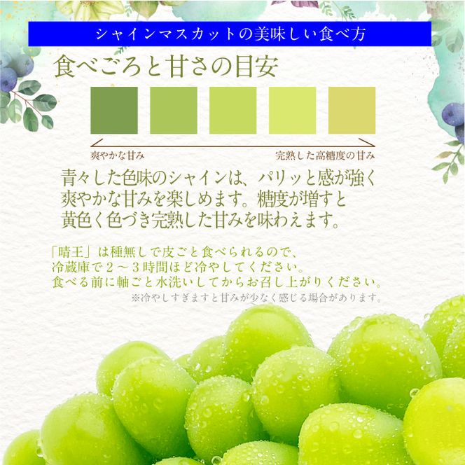 2026年先行予約【2回定期便】 プレミアムシャインマスカット晴王 1房約700g 人気 岡山県産 赤秀品 種無し 皮ごと食べる みずみずしい9月10月お届け ハレノフルーツ