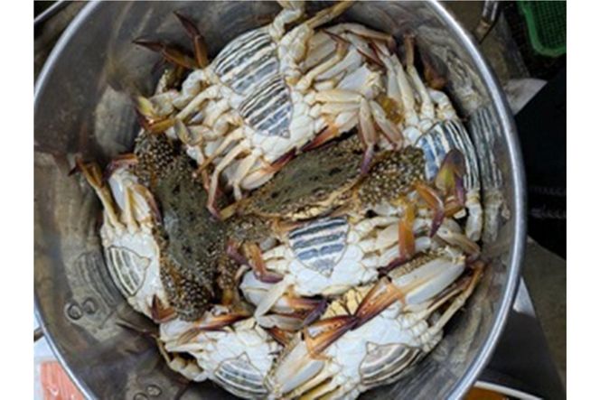 京都ケジャン ワタリガニ（久美浜産） 1kgUP 3杯入り　EK00011