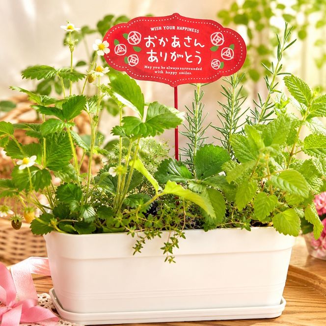 2027年【母の日 ギフト】ハーブ 5種 寄せ植え（オンライン決済限定） 植物 