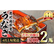 【0134332a-2604】＜4月上旬発送予定＞東串良町のうなぎ蒲焼(無頭)(2尾・計約300g・タレ、山椒付) うなぎ 高級 ウナギ 鰻 国産 蒲焼 蒲焼き たれ 鹿児島 ふるさと 人気 【アクアおおすみ】