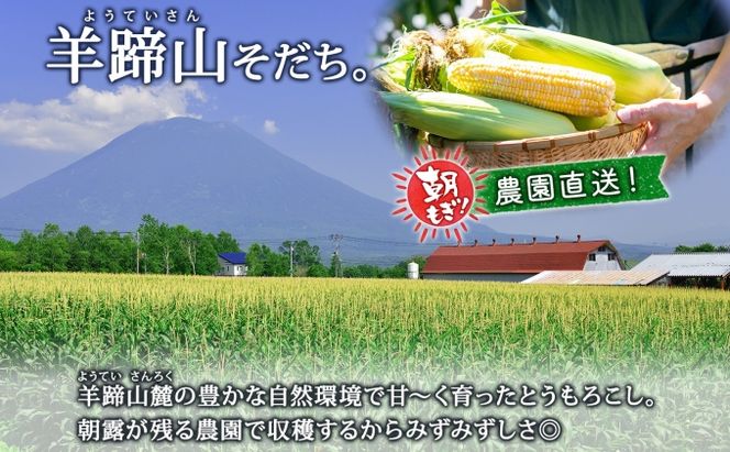 【 2026年 発送 】 北海道産 とうもろこし 味来 計12本 L-2L サイズ混合 大きめ みらい 旬 朝採り 新鮮 トウモロコシ 甘い 夏野菜 とうきび お取り寄せ 産地直送 野菜 しりべしや 送料無料 