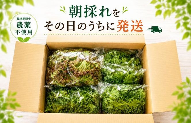 099H2937 【朝採れ発送】ごちそうレタス 3種食べ比べセット（8袋・栽培期間中農薬不使用）