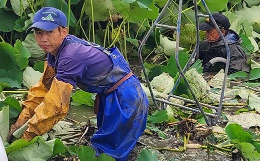 こだわりのレンコン2kg | ギフト 産地直送 茨城県 土浦市産 れんこん 蓮根 シャキシャキ 甘み 送料無料　※離島への配送不可　※2024年9月中旬～2025年5月中旬頃に順次発送予定