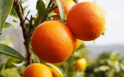 ブラッドオレンジ モロ 3kg （ 家庭用 ミックス ） 7000円 みかん mikan 蜜柑 ミカン オレンジ おれんじ イタリア 高級 ブランド 産地直送 国産 農家直送 期間限定 数量限定 特産品 ゼリー ジュース アイス 等に 人気 さわやか 甘い 新鮮 果実 果肉 フルーツ 果物 柑橘 果汁 規格外 サイズ ミックス 小玉 含む ビタミン 美容 果樹園みどり 愛南町 愛媛県