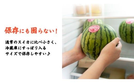 【 訳あり 】 こだますいか 「 ピノ・ガール 」 1玉 2026年産 先行予約 筑西ブランド こだまスイカ 小玉スイカ すいか スイカ フルーツ 果物 [AF080ci]