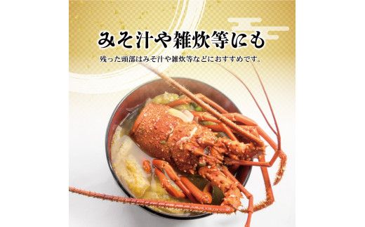 11月直送便 土佐獲れ 活伊勢海老 約700g（２尾～４尾） 天然 エビ　えび 伊勢エビ 海鮮 お刺身 刺し身 丸焼き しゃぶしゃぶ 故郷納税 ふるさとのうぜい 返礼品【株式会社とさもん】 [BQAE104]