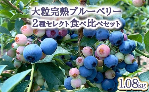 【先行予約30セット限定】大粒完熟ブルーベリー2種セレクト食べ比べセット ※2025年7月中旬～8月中旬頃に順次発送予定 ※離島への配送不可