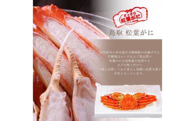 松葉がに タグ付き（茹で）中サイズ 1枚 312011_FT015