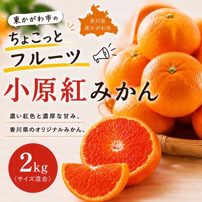 みかん 小原紅みかん 約2kg 香川県産 讃岐 小原紅 紅みかん 赤いみかん 柑橘 柑橘類 ミカン 蜜柑 甘い 薄皮 果汁 酸味 サイズ混 香川県発祥 果物 フルーツ くだもの デザート おやつ お取り寄せ 贈答 ギフト 香川県 東かがわ市 46312837◆
