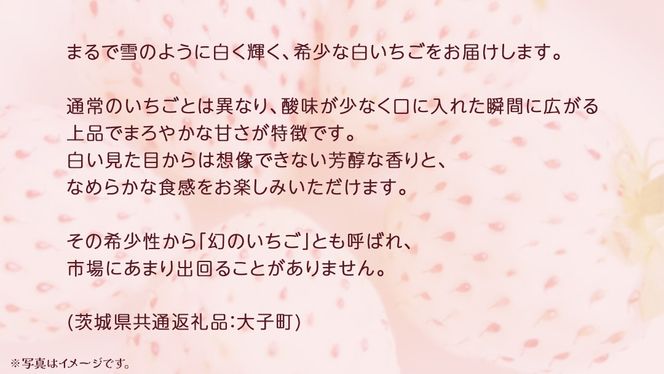 白いちご 大粒 200ｇ（8～12粒）×4パック【2025年12月上旬発送開始】(茨城県共通返礼品：大子町) いちご 苺 果物 フルーツ 果実