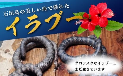 石垣島産「イラブー(海ヘビ)」粉末 120粒入り袋　健康補助食品・約1ヶ月分【 海へび 海蛇 栄養補助食品 サプリメント サプリ 錠 粒 アミノ酸 ミネラル ビタミン 】SI-35