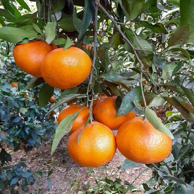 【先行予約：2027年2月中旬～発送】 訳あり 甘平3kg みかん 蜜柑 mikan 甘平 ポンカン 高級 人気 ブランド 柑橘 果物 フルーツ 甘い おいしい お取り寄せ 産地直送 農家直送 国産 特産品 中山農園 愛媛県 愛南町