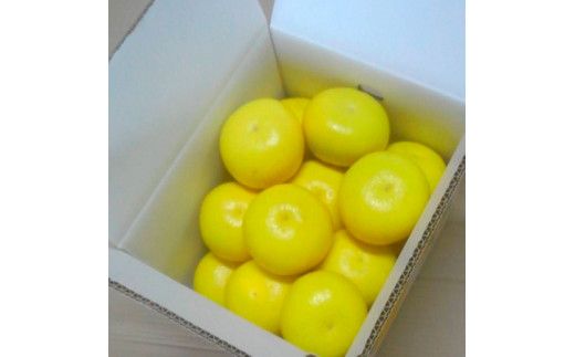 ＜2026年1月下旬より順次発送＞訳あり 嬉龍の土佐文旦 約10キロ L - ４Lサイズ 