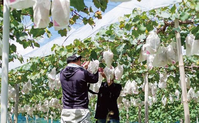 厳選 瀬戸ジャイアンツ 2房 合計1.1kg以上 産地直送 朝採れ ぶどう 葡萄 Kawahara Green Farm 岡山県産 2026年 先行予約
