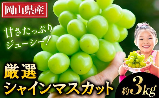 【2025年出荷先行予約】 厳選 シャインマスカット  約3kg《2025年9月上旬～11月中旬頃に出荷予定(土日祝除く)》岡山 シャインマスカット 厳選 ぶどう ブドウ マスカット フルーツ 果物 数量 限定 岡山県産 ぶどう ブドウ 矢掛町---ofn_cwsmx_ae911_25_26000_3---