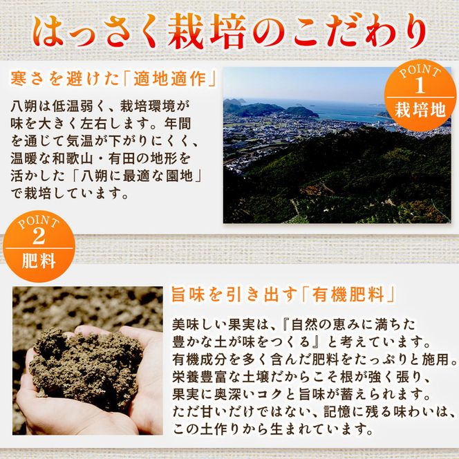 ＜4月より発送＞厳選 樹上完熟はっさく5kg+250g（傷み補償分）【有田の春みかん・五月八朔・木生りはっさく】【光センサー選別】