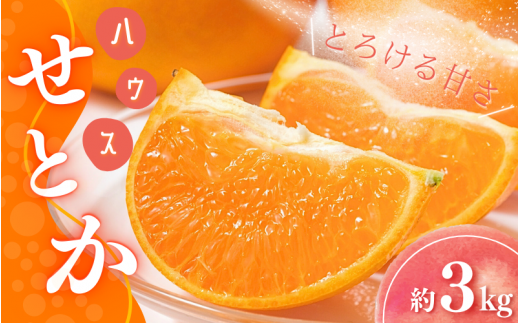 みかん せとか [先行予約]Lから3Lのサイズ混合 橋本農園のハウスせとか 3kg [2026年2月初旬から2月末までに順次発送] / せとか ハウスせとか L 2L 3L みかん 蜜柑 柑橘 フルーツ 果物 くだもの 先行予約[mht014A]