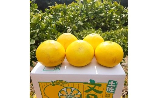 【先行予約】石元農園の土佐文旦 家庭用 大玉 約10キロ 10kg 3Lサイズ 4Lサイズ 〈2027年2月～発送〉文旦 ブンタン ぶんたん 柑橘 かんきつ 柑橘類 みかん フルーツ デザート おやつ 果物 高知 名物 傷 汚れ 家庭用 ご自宅用【石元農園】 [BQBH004]