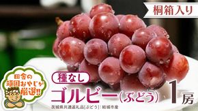 【 桐箱入り 】ゴルビー （ ぶどう ） 1房 【2026年9月から発送開始】（茨城県共通返礼品 [ぶどう]：結城市産） ぶどう ゴルビー 果物 フルーツ 季節 旬 [BI392-NT]