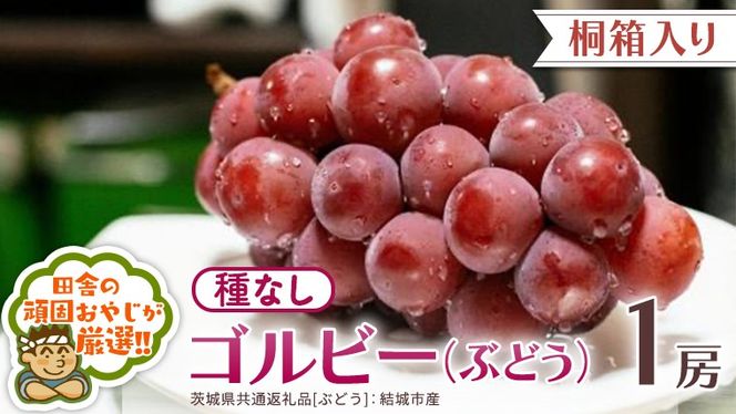 【 桐箱入り 】ゴルビー （ ぶどう ） 1房 【2026年9月から発送開始】（茨城県共通返礼品 [ぶどう]：結城市産） ぶどう ゴルビー 果物 フルーツ 季節 旬 [BI392-NT]