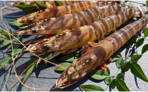 森さん家の冷凍車えび 活き〆冷凍車海老250g（約8～15尾）車海老 くるまえび 車えび 国産 天草の海 冷凍 【2026年3月下旬まで順次発送予定】