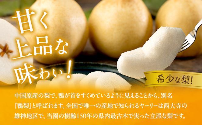 梨 2026年 先行予約 鴨梨（ヤーリー）6～10玉 約4kg 贈答箱【11月下旬～12月中旬頃発送】 ナシ なし 岡山県産 国産 フルーツ 果物 ギフト 石原果樹園 風味豊か 上品 希少な梨 