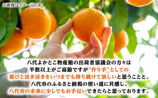 【先行予約】【訳あり】熊本県八代市産 ご家庭用みかん 約5kg 家庭用 蜜柑 ミカン 柑橘 くだもの 果物 デザート おやつ 熊本県 八代市 【2026年9月下旬より順次発送】
