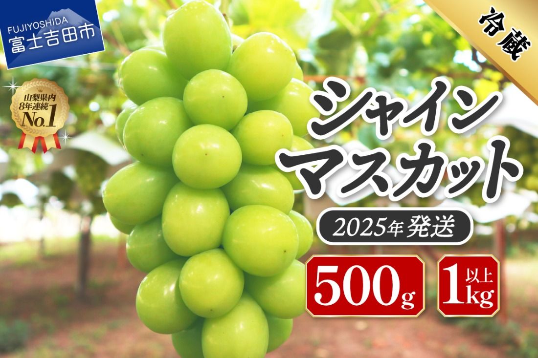 [2025年発送]ジューシーで甘さ抜群 厳選シャインマスカット[選べる容量 500g/1kg以上] シャインマスカット ぶどう シャイン フルーツ 果物 山梨 富士吉田