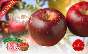 【2026年発送】志賀高原の麓で育った 秋映 （家庭用）約10kg りんご 10kg フルーツ 果物 デザート おやつ 長野県 長野